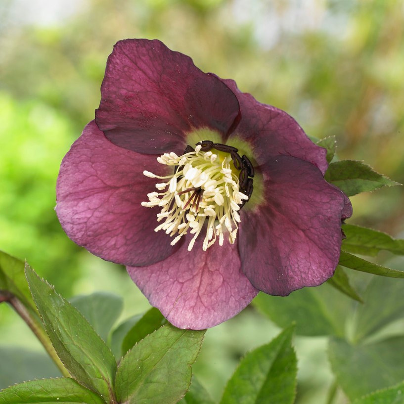 Hybridjulros - Helleborus x hybridus Pretty Ellen Red (Krukstorlek: 0,5-1L)