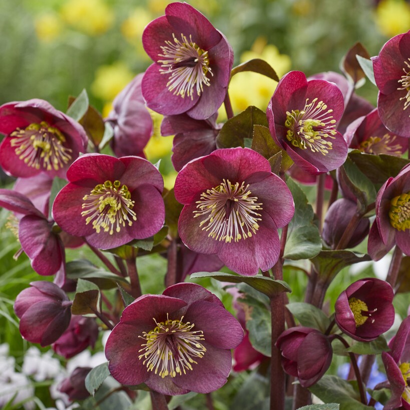 Julros/F&ouml;r&auml;nderlig Julros - Helleborus x ericsmithii Vibey Velvet &reg; (Krukstorlek: 0,5-1L)