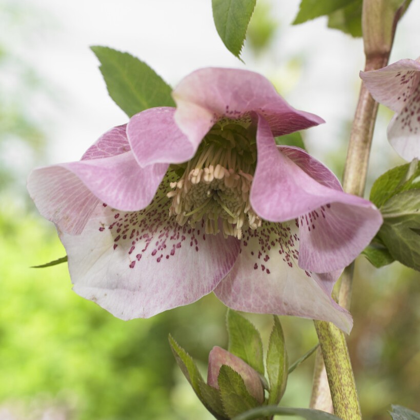 Hybridjulros - Helleborus x hybridus Pretty Ellen Pink (Krukstorlek: 0,5-1L)