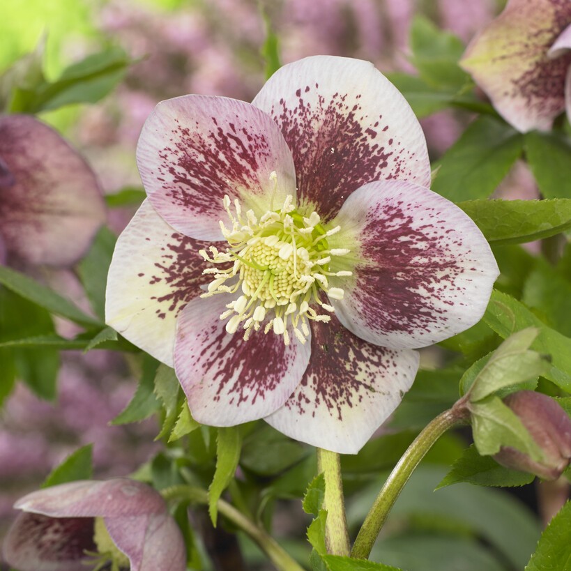 Hybridjulros - Helleborus x hybridus Pretty Ellen Spotted (Krukstorlek: 0,5-1L)