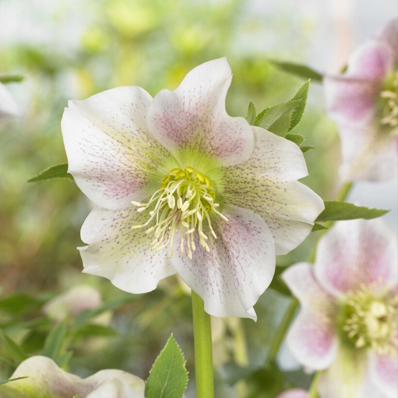 Hybridjulros - Helleborus x hybridus Pretty Ellen White Spotted (Krukstorlek: 0,5-1L)