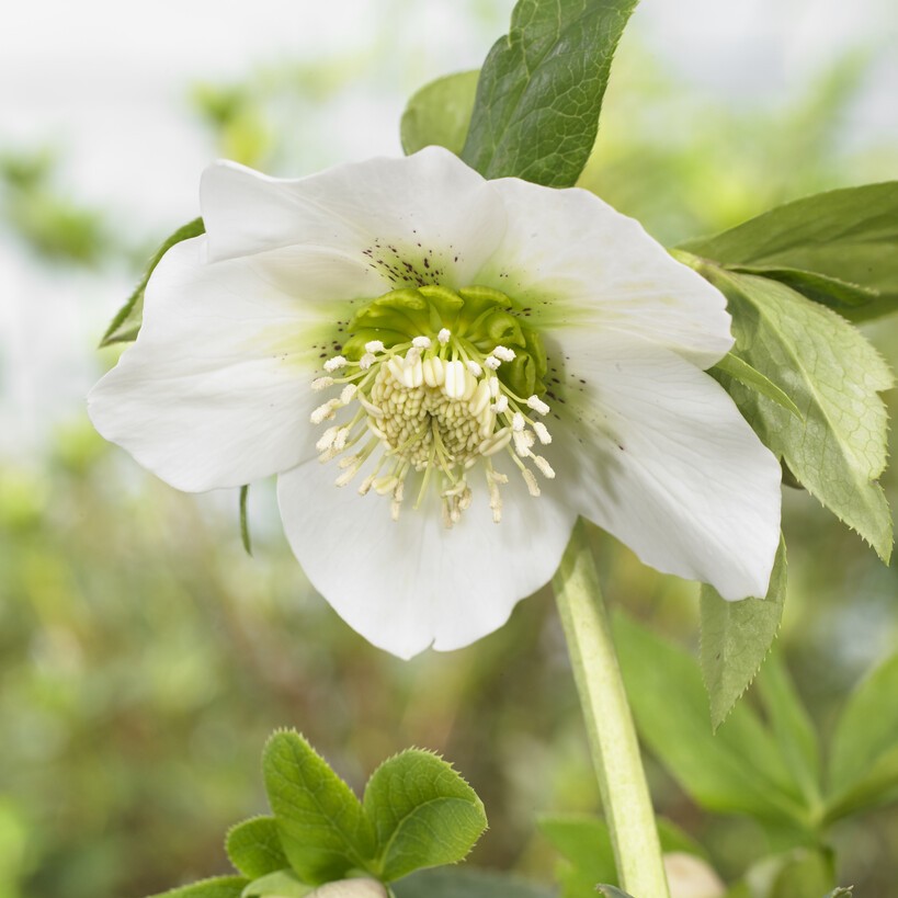 Hybridjulros - Helleborus x hybridus Pretty Ellen White (Krukstorlek: 0,5-1L)