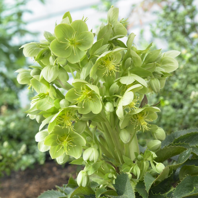 Brun julros - Helleborus x sternii (Krukstorlek: 0,5-1L)