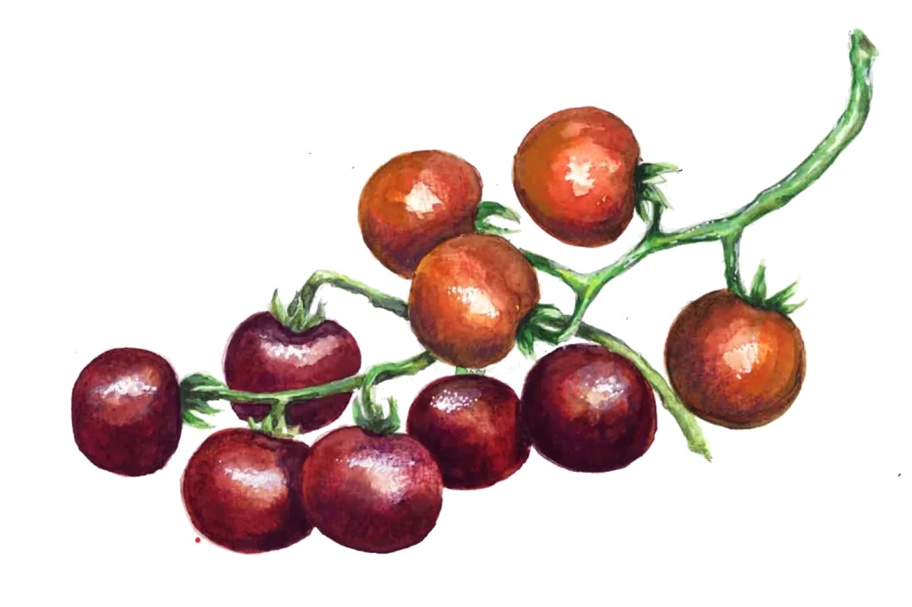 K&ouml;rsb&auml;rstomat Helsing Junction Blues - Solanum lycopersicum Helsing Junction Blues