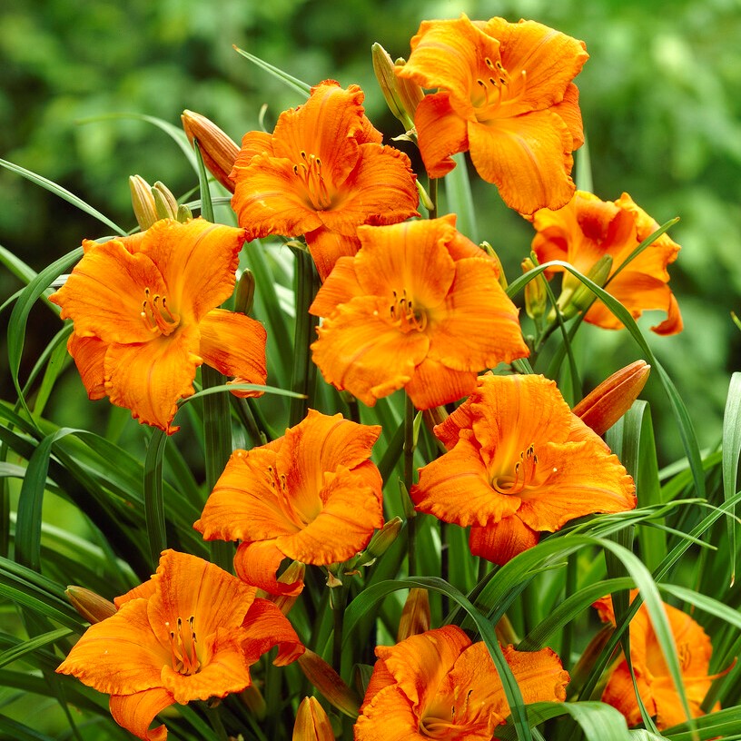 Daglilja - Hemerocallis hybr. Mauna Loa (Krukstorlek: SQ1)