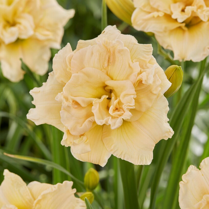 Daglilja - Hemerocallis hybr. Schnickel Fritz (Krukstorlek: 0,5-1L)