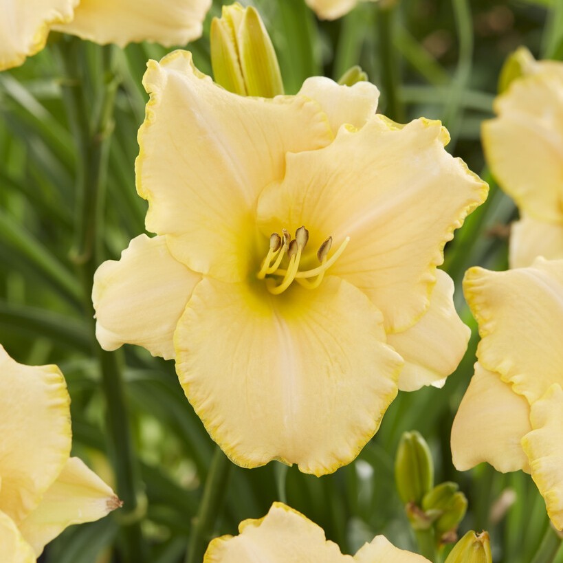 Daglilja - Hemerocallis hybr. Serena Sunburst (Krukstorlek: 0,5-1L)