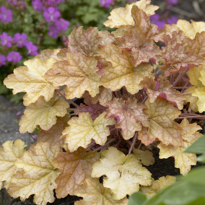 Alunrot - Heuchera hybr. Ginger Ale (Krukstorlek: 0,5-1L)