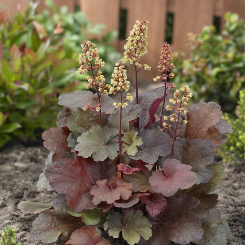 Alunrot - Heuchera hybr. Little Cuties &trade; Blondie &reg; (Krukstorlek: 0,5-1L)