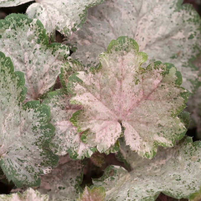 Alunrot - Heuchera hybr. Pinky Panky &reg; (Krukstorlek: P9cm)