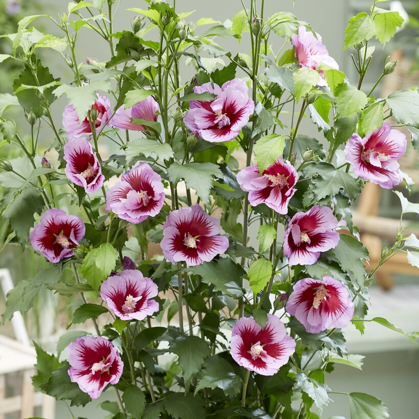 Frilandshibiskus - Hibiscus syriacus Flower Tower Purple &reg; (Gandini Santiago) (Storlek: busk C2)