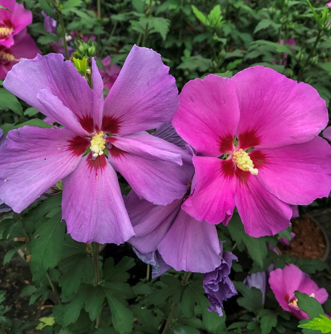 Frilandshibiskus - Hibiscus syriacus Russian Violet &reg; (Storlek: busk C5)