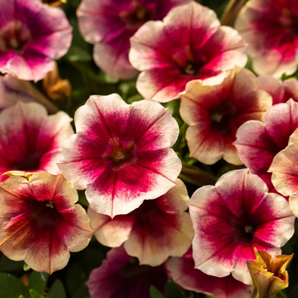 Petunia, Stickling 3-pack - Petunia x hybrida Fun House&trade; Peach Melba