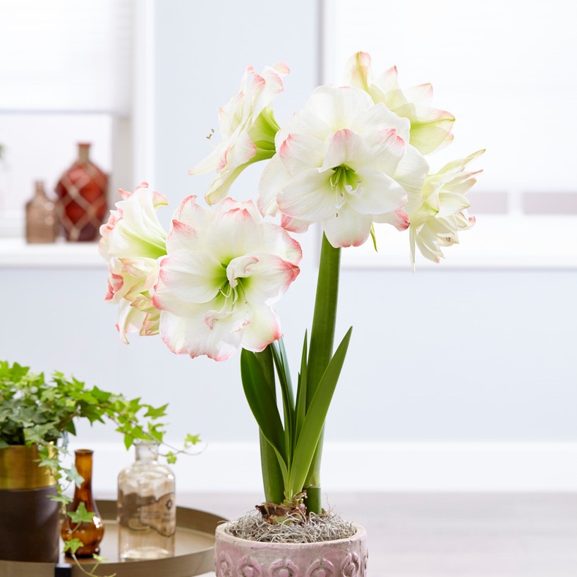 Hippeastrum Amadeus Candy ®, Amaryllis - Hippeastrum Amadeus Candy ®