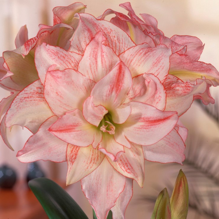 Hippeastrum Aphrodite, Amaryllis - Hippeastrum Aphrodite