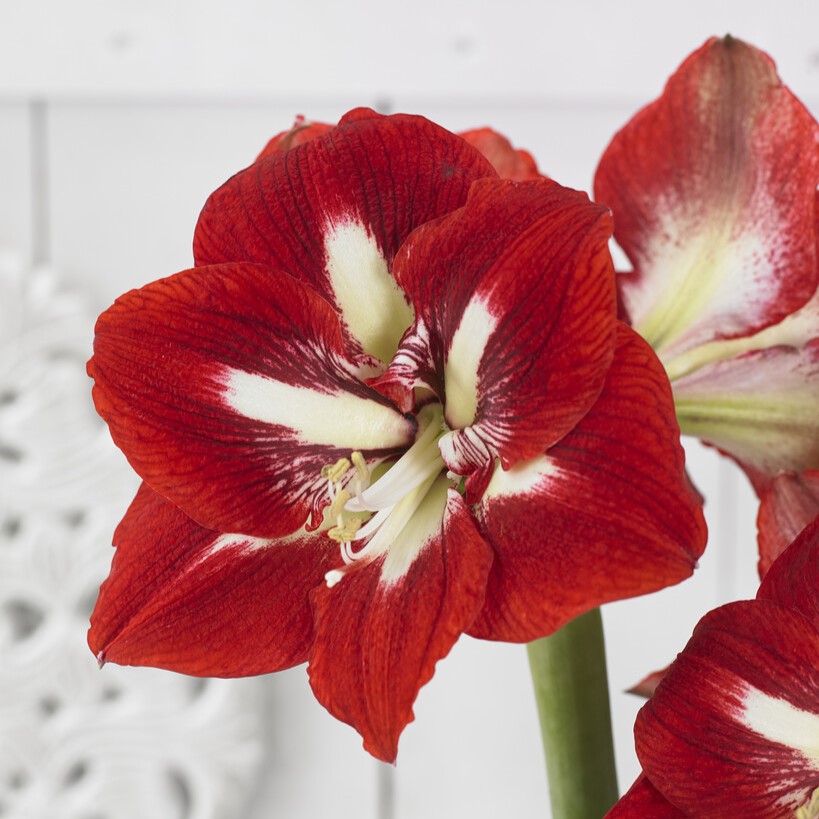 Hippeastrum Barbados ®, Amaryllis - Hippeastrum Barbados ®