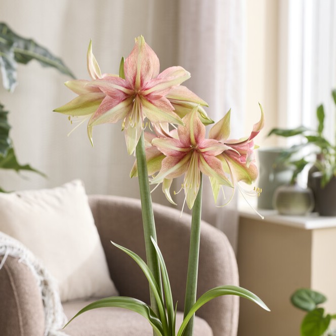Hippeastrum Dance Valley ®, Amaryllis - Hippeastrum Dance Valley ®