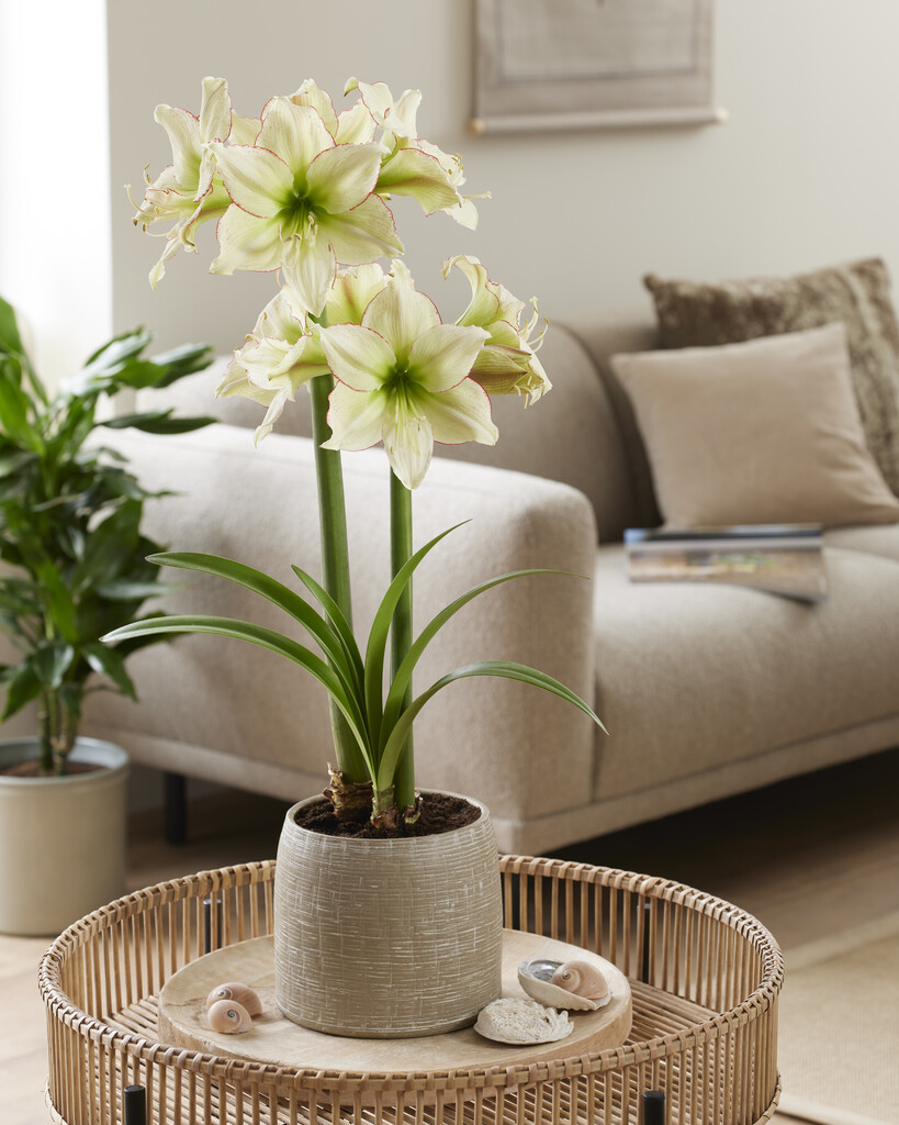 Hippeastrum Lemon Cream ®, Amaryllis - Hippeastrum Lemon Cream ®