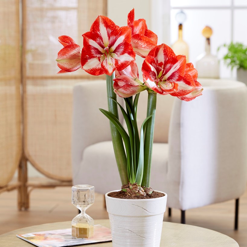 Hippeastrum Pierrot ®, Amaryllis - Hippeastrum Pierrot ®