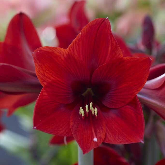 Hippeastrum Floris Hekker ®, Amaryllis - Hippeastrum Floris Hekker ®