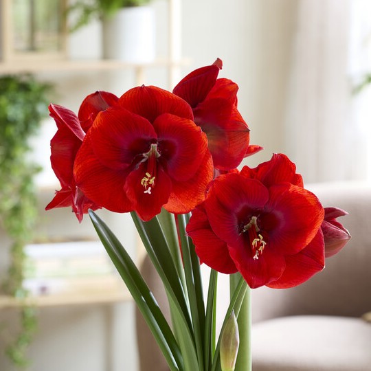 Hippeastrum Tempranillo ®, Amaryllis - Hippeastrum Tempranillo ®