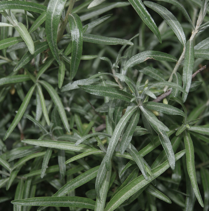 Havtorn - Hippophae rhamnoides Pollmix (Storlek: busk C2)