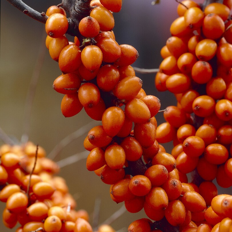 Havtorn - Hippophae rhamnoides Frugana (Storlek: busk C3,5)