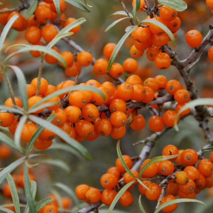 havtorn - hippophae rhamnoides garden´s gift (storlek: busk c3,4)