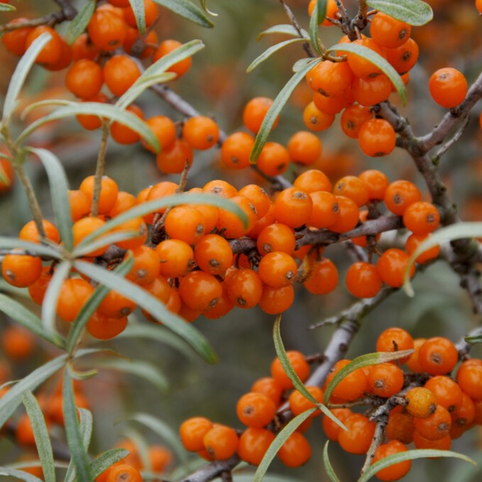 Havtorn - Hippophae rhamnoides Tytti (Storlek: busk C3,4)
