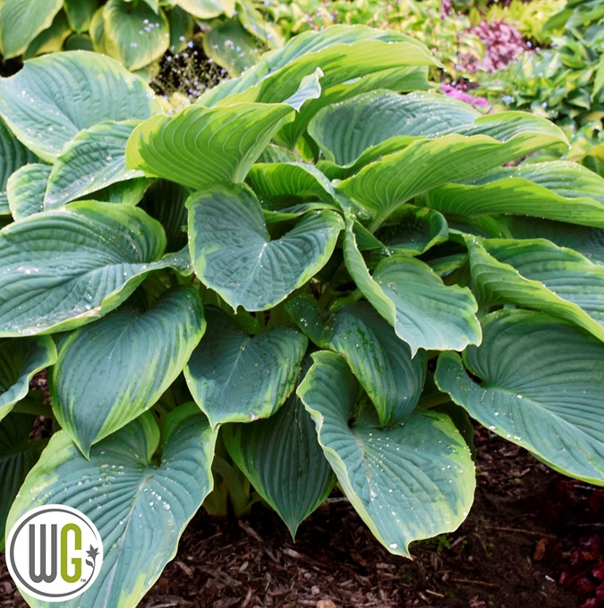 Funkia - Hosta hybr. Shadowland ® Wu-La-La (Krukstorlek: C3)