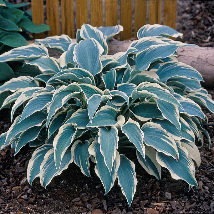 Blåfunkia - Hosta tardiana El Niño ® (Krukstorlek: P11cm)