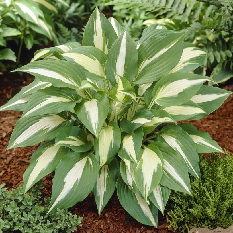 Funkia - Hosta hybr. Night Before Christmas (Krukstorlek: 0,5-1L)