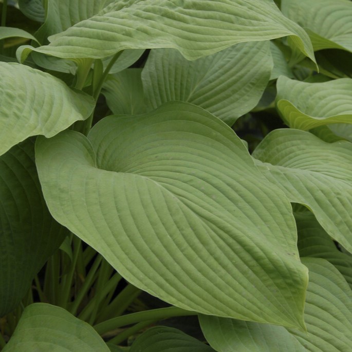 Funkia - Hosta hybr. T-Rex/Tom Rex (Krukstorlek: 0,5-1L)