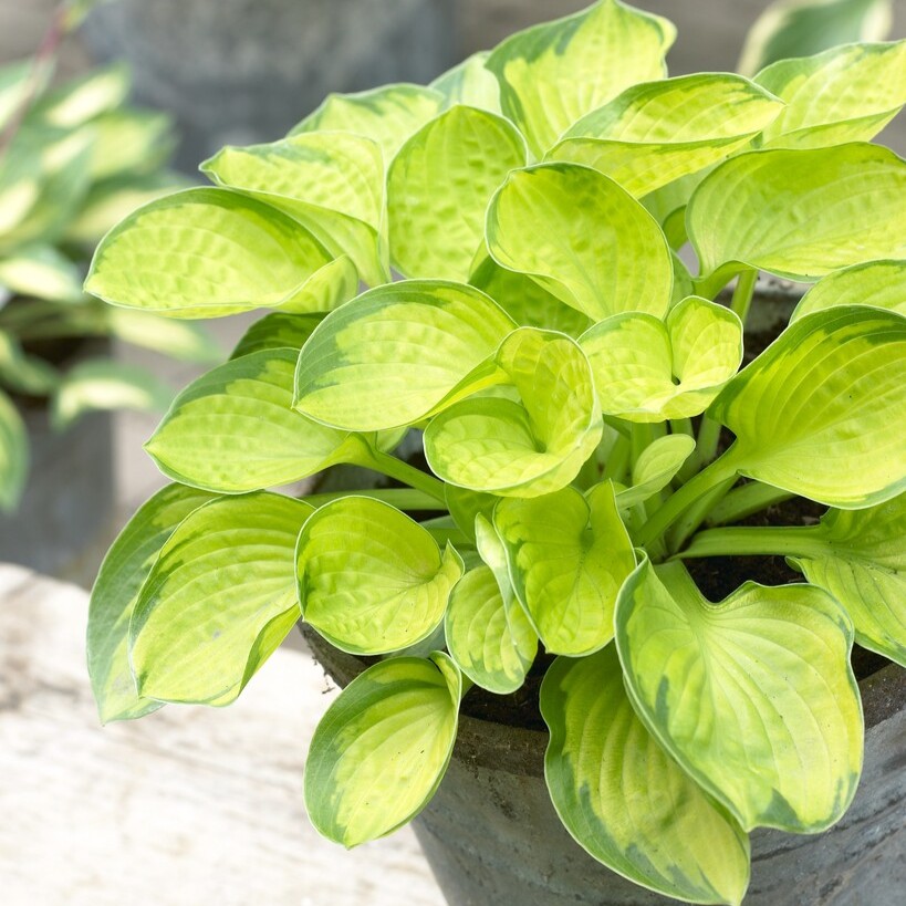 Funkia - Hosta hybr. Rainforest Sunrise (Krukstorlek: 0,5-1L)