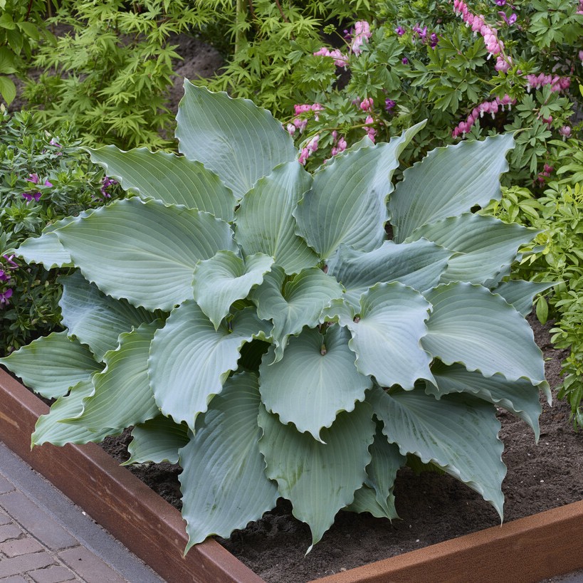 Funkia - Hosta hybr. Skywriter (Krukstorlek: 0,5-1L)