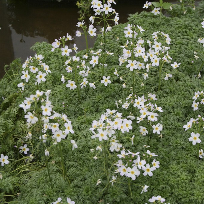 Vattenblink - Hottonia palustris (Krukstorlek: 0,5-1L)