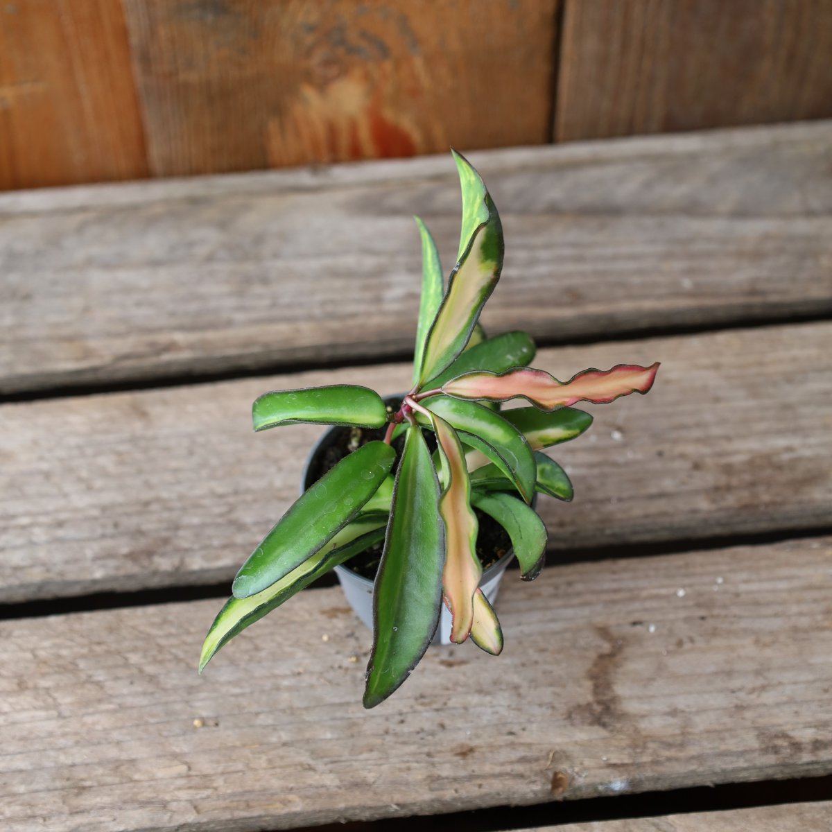 Hoya watetti Tricolor