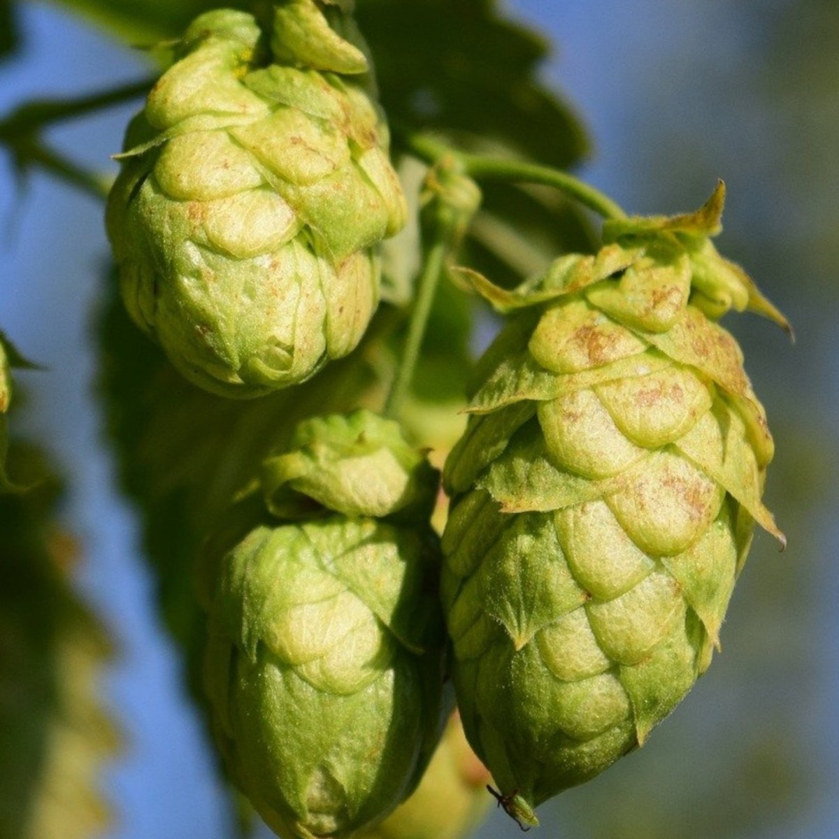 Humle - Humulus lupulus Hallertauer Tradition (Storlek: 40-60 C2)