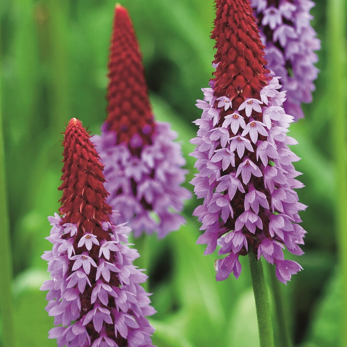 Hyacintviva, Stickling 3-pack - Primula vialii