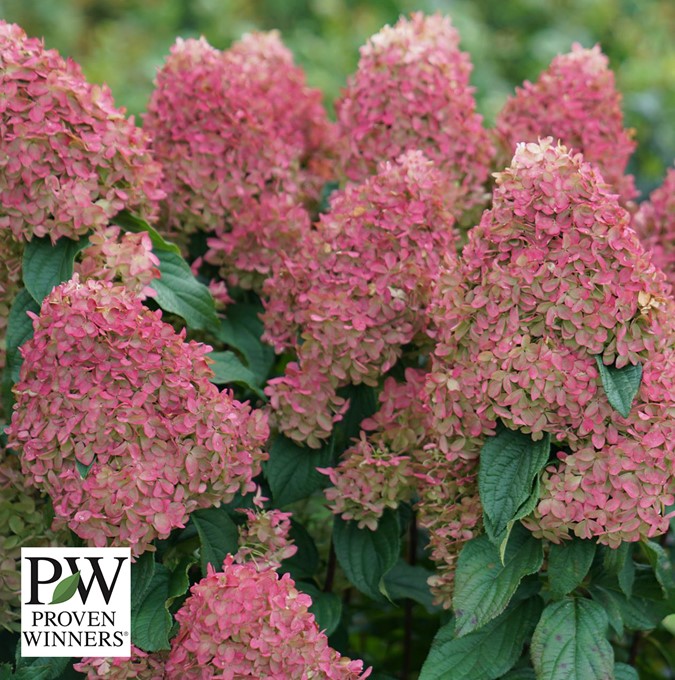 Hydrangea paniculata Quick Fire Fab ®, Syrenhortensia, C5