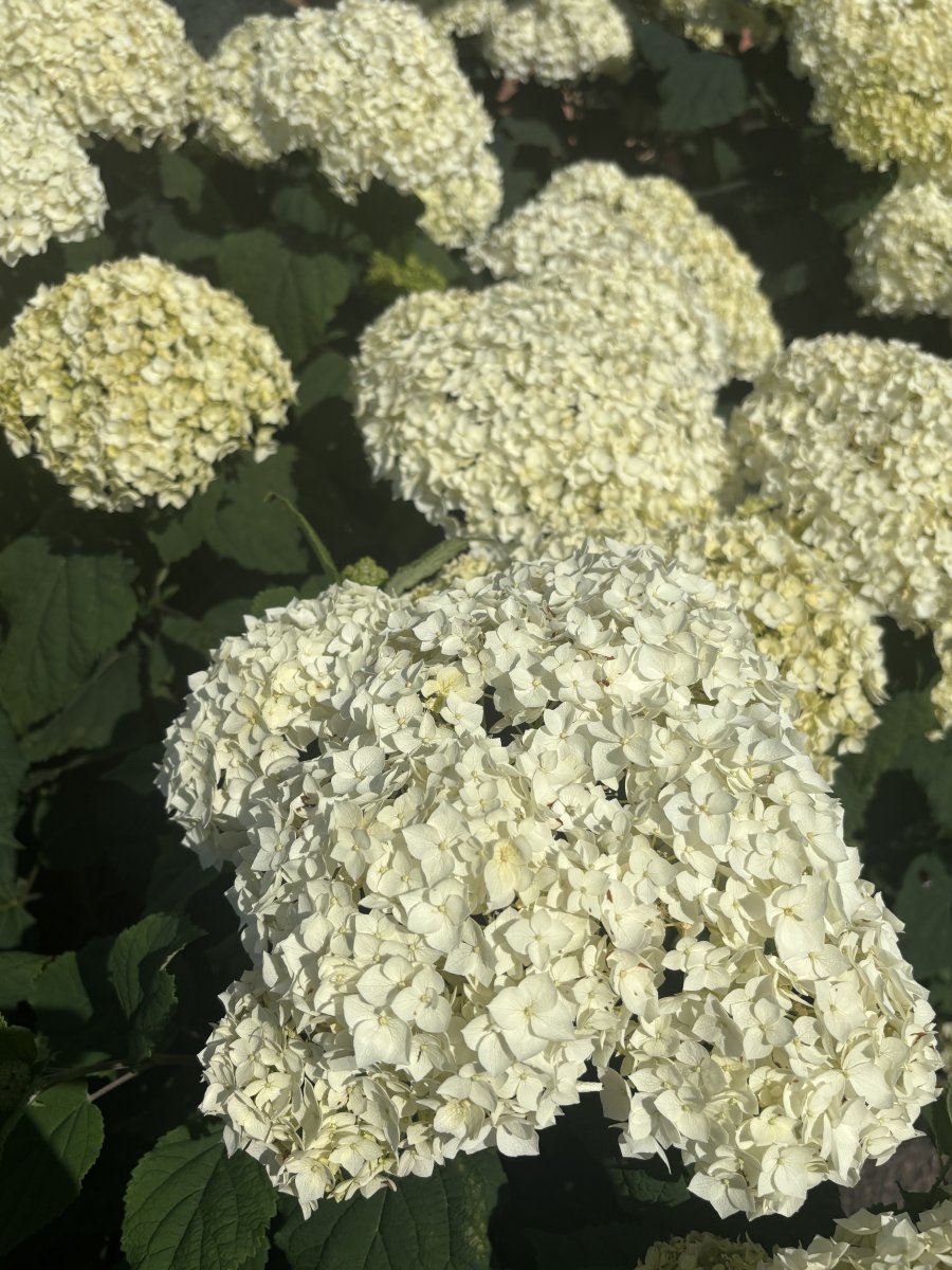 Vidjehortensia - Hydrangea arborescens FlowerWOW &reg; (Storlek: busk C3,2)