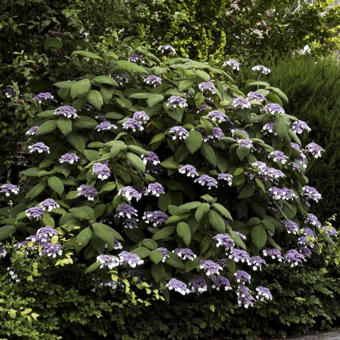 Sammetshortensia - Hydrangea aspera Macrophylla (Storlek: busk C3)