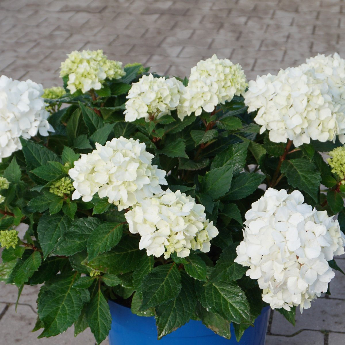 Tr&auml;dg&aring;rdshortensia - Hydrangea macrophylla Endless Summer &reg; DreamCloud &reg; (Storlek: busk C5)