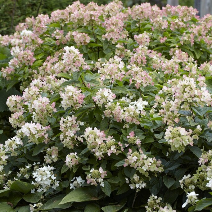 Svepehortensia - Hydrangea involucrata (Storlek: busk C3)