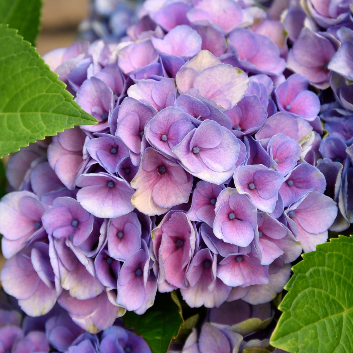 Tr&auml;dg&aring;rdshortensia - Hydrangea macrophylla Magical Four Seasons &reg; (Storlek: busk C5)