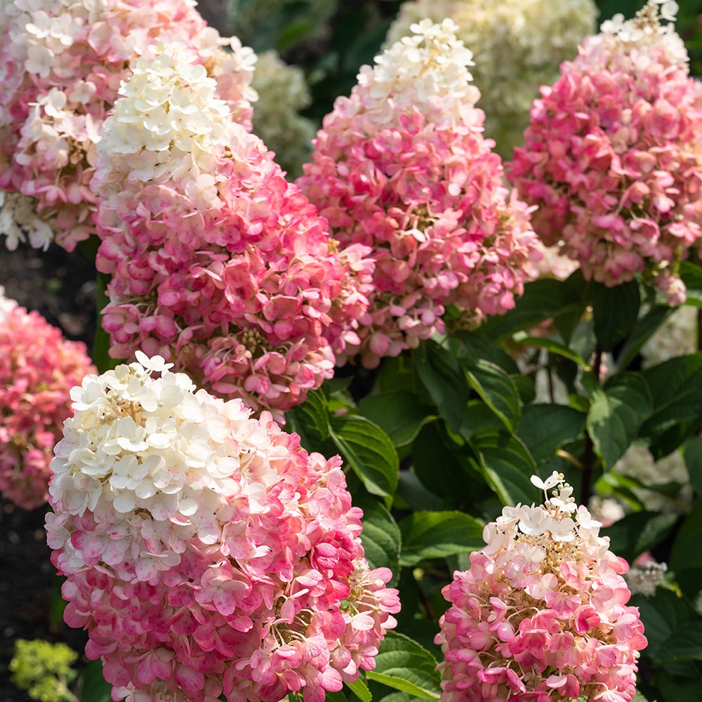 Vipphortensia - Hydrangea paniculata Living Pinky Promise ® (Storlek: busk C5)
