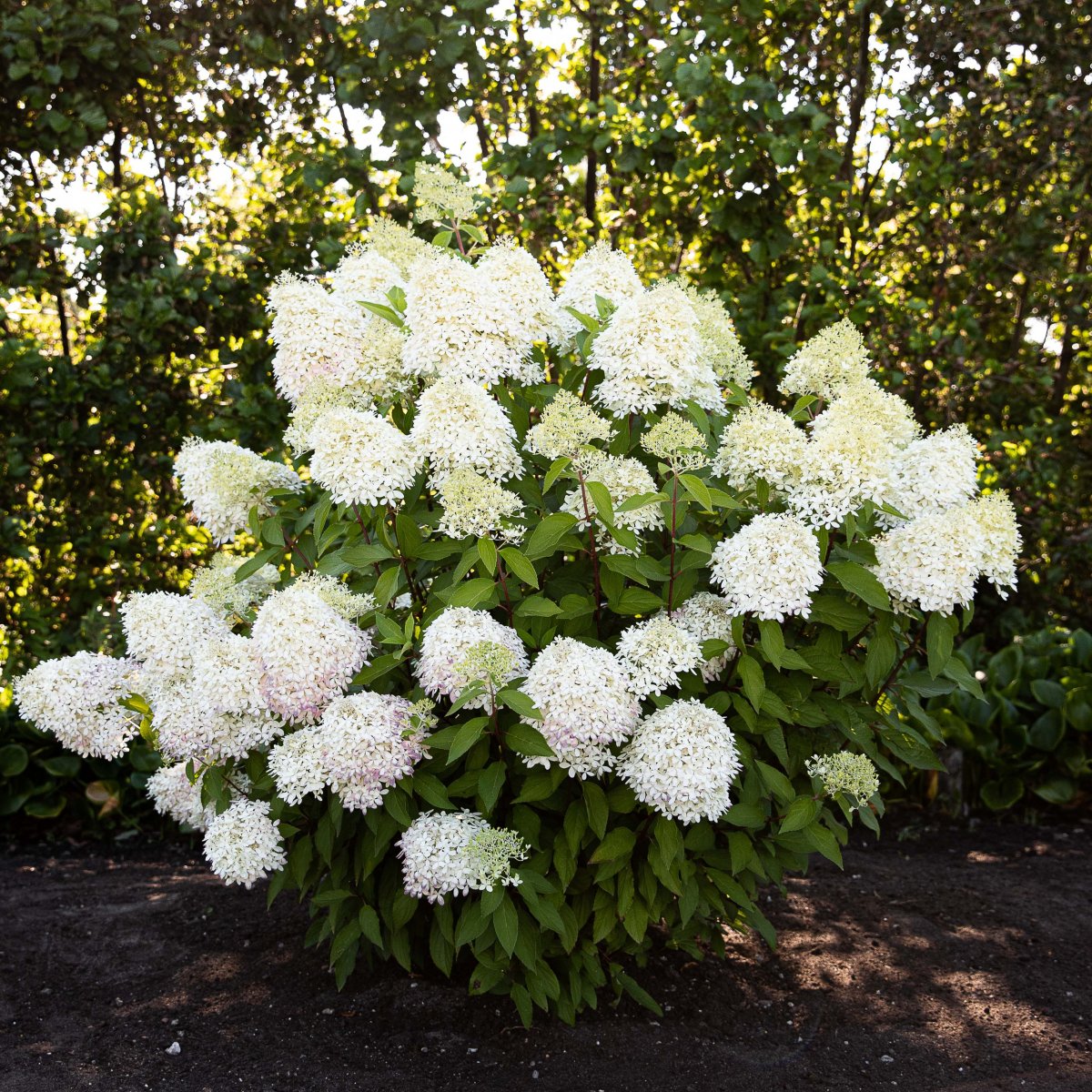Vipphortensia - Hydrangea paniculata Living Royal Flower &reg; (Storlek: busk C2)