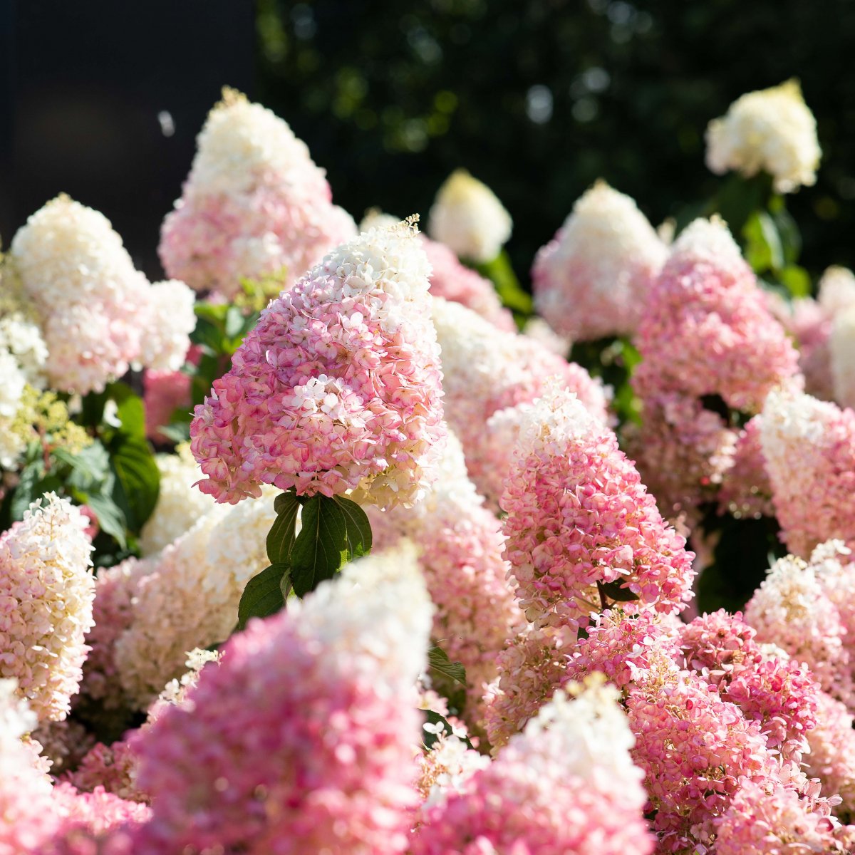 Vipphortensia - Hydrangea paniculata Living Strawberry Blossom ® (Storlek: busk C2)