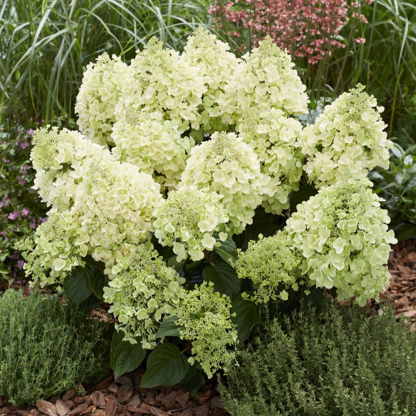 Vipphortensia - Hydrangea paniculata Bee Happy &reg; (Storlek: busk C2,3)