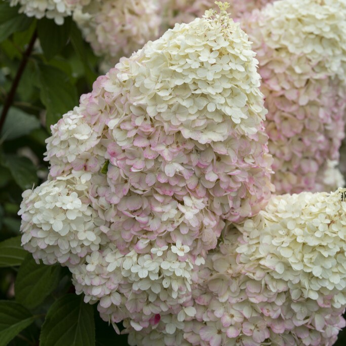 Vipphortensia - Hydrangea paniculata Graffiti (Storlek: 30-40 C3)